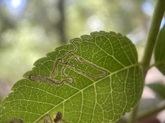 Stigmella longisacca