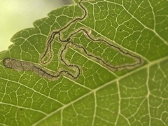 Stigmella longisacca