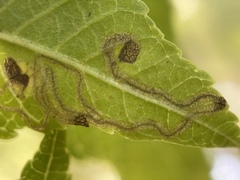 Stigmella longisacca