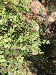 Ilex pubescens