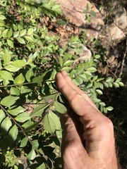 Ilex pubescens