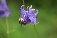 Bombylius fimbriatus