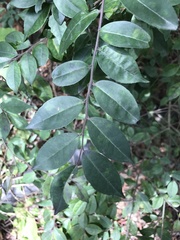 Ilex pubescens
