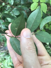Ilex pubescens