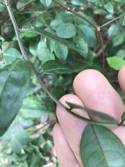 Ilex pubescens