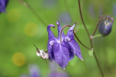Bombylius fimbriatus