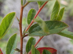 Hermannia salviifolia