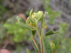 Hermannia salviifolia