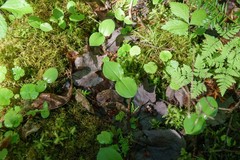 Neottia convallarioides