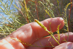 Parryella filifolia