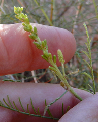 Parryella filifolia