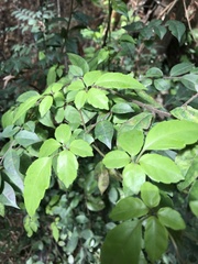 Causonis corniculata