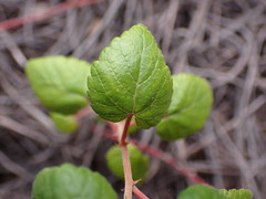 Acalypha capensis
