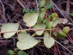 Acalypha capensis
