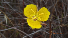Calochortus weedii