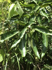 Syzygium nervosum