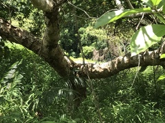 Syzygium nervosum