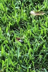 Sphecius