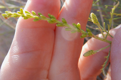 Parryella filifolia
