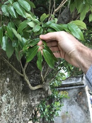 Syzygium nervosum