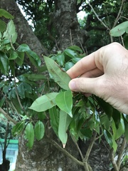 Syzygium nervosum