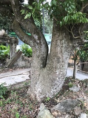 Syzygium nervosum