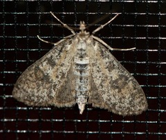 Palpita arsaltealis