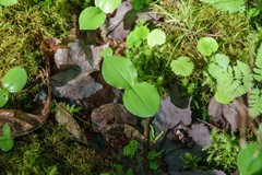 Neottia convallarioides