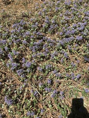 Ceanothus prostratus