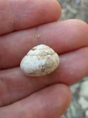 Sphincterochila