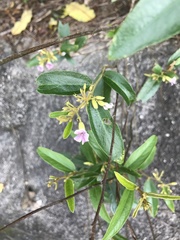 Helicteres angustifolia