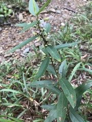 Helicteres angustifolia