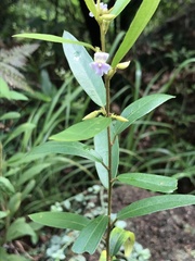 Helicteres angustifolia