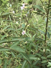 Helicteres angustifolia