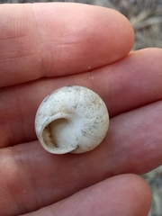 Sphincterochila