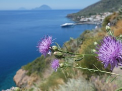 Centaurea aeolica
