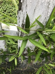 Helicteres angustifolia