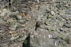 Phoenicurus ochruros