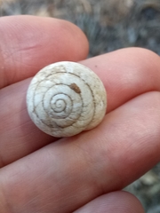 Sphincterochila