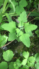 Chenopodium album