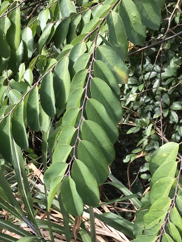 Securidaca inappendiculata observed 2017-07-26