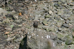 Phoenicurus ochruros