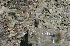 Phoenicurus ochruros