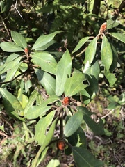 Machilus thunbergii