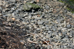 Phoenicurus ochruros