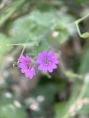 Geranium pyrenaicum