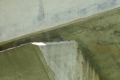 Phoenicurus ochruros