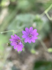 Geranium pyrenaicum