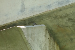 Phoenicurus ochruros