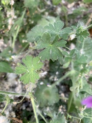 Geranium pyrenaicum
